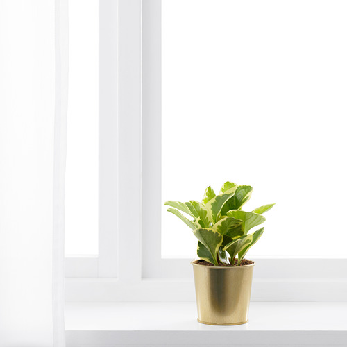 Una pequeña planta en maceta se encuentra cerca de una ventana, realzando la decoración interior con su maceta de color latón.