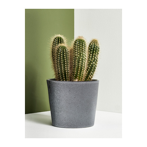 FJÄRILSBUSKE, plant pot 7 of 7 open dialog