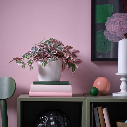 Elegante planta en libros pastel, estante verde con calavera, esferas, vela.