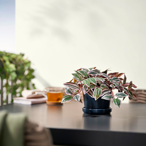 Pequeña planta en maceta FEJKA con hojas de colores se encuentra sobre una mesa, cerca de una bebida y un libro.