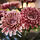 Selecciona variación de color: interior/exterior/Crisantemo rosado