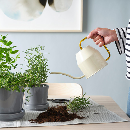 La persona riega las plantas de interior con una regadera blanca y dorada. Hierbas en macetas grises sobre la mesa.