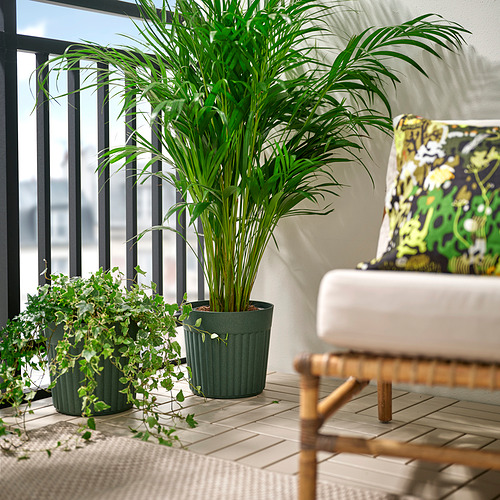 FRÄKENVÄXT, plant pot. 2 of 5 open dialog