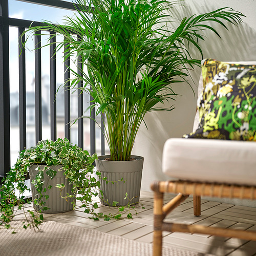 FRÄKENVÄXT, plant pot. 3 of 4 open dialog