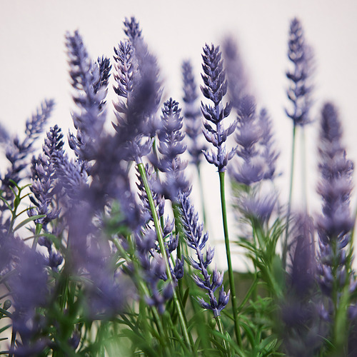 FEJKA, artificial potted plant. 3 of 3 open dialog