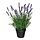 Select colour variation: indoor/outdoor/lavender lilac