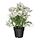 Current variation: indoor/outdoor/cosmos white