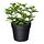 Select colour variation: Mint