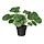 Selecciona variación de color: Pilea