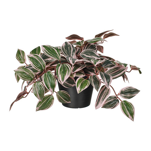 Planta FEJKA, verde con rayas rosadas, en maceta de color negro, artificial, vibrante, frondosa.