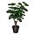 Variación actual: Aralia