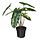 Select colour variation: indoor/outdoor, Philodendron green/white, Ø6 "