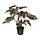 Current variation: indoor/outdoor, Philodendron green/pink, Ø6 "