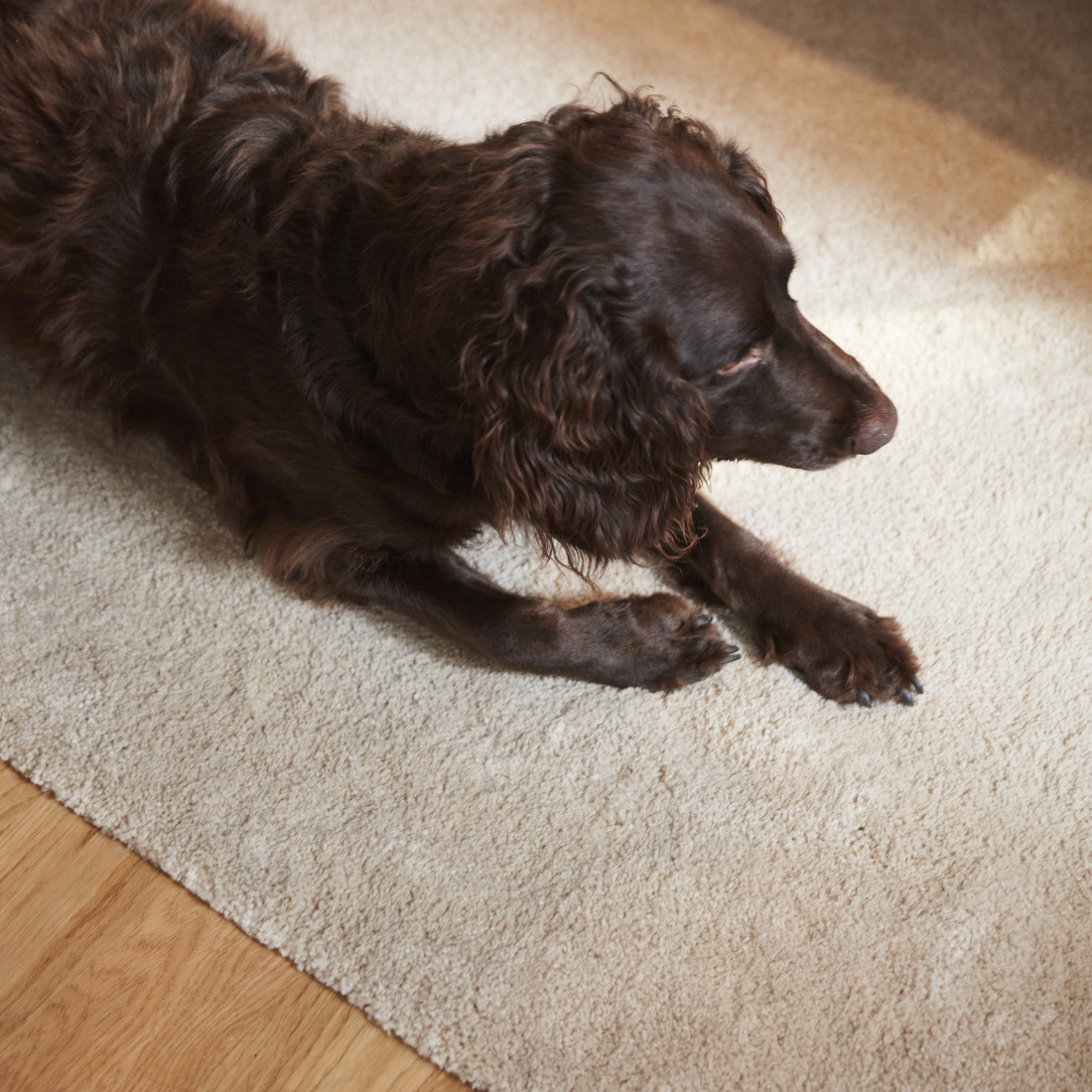 STOENSE, alfombra, pelo corto. 4 de 8 open dialog