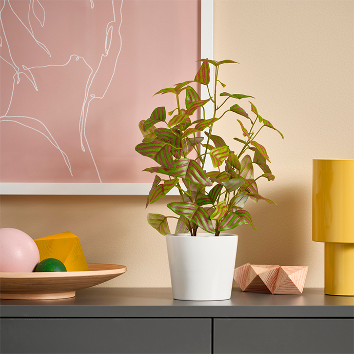 Planta de interior con hojas vibrantes en maceta blanca sobre un mueble gris, junto a accesorios de decoración modernos. Ideal para añadir un toque de color y naturaleza.