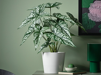 Planta de interior con hojas grandes de patrón plateado en maceta blanca, sobre un fondo verde suave. Un elemento natural que decora con estilo y frescura.