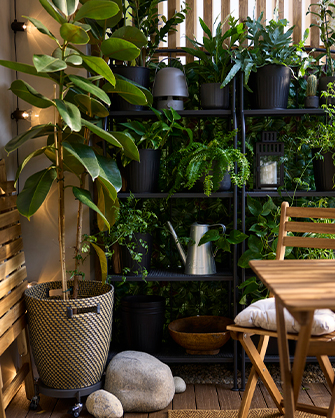 Balcón acogedor con estanterías negras repletas de plantas variadas y un gran ficus, creando un espacio exterior relajante. Tu propio oasis verde en casa.