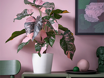 Planta de interior con hojas verdes y toques rosados en maceta blanca, ambientada en un espacio con paredes rosas. Aporta un color único y personal a tu hogar.