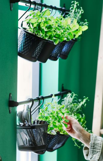 Small urban garden in HULTARP hanging containers that brings freshness and order to your kitchen.