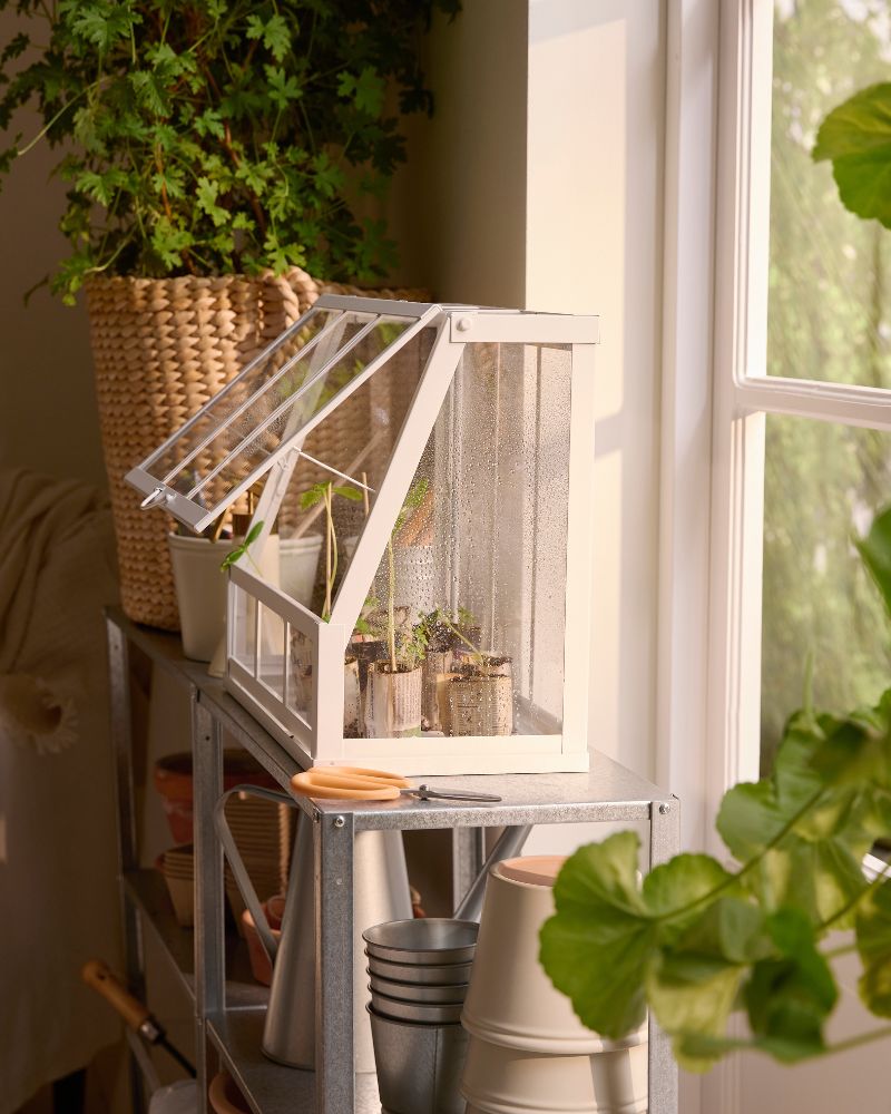 ÅKERBÄR greenhouse with tiny plants within, placed on top of a HYLLIS shelving unit in front of a window. Big plants around.