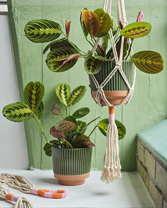 Dos macetas MÄVINN verdes con plantas verdes. Una está sobre un borde blanco mientras que la otra cuelga del techo.
