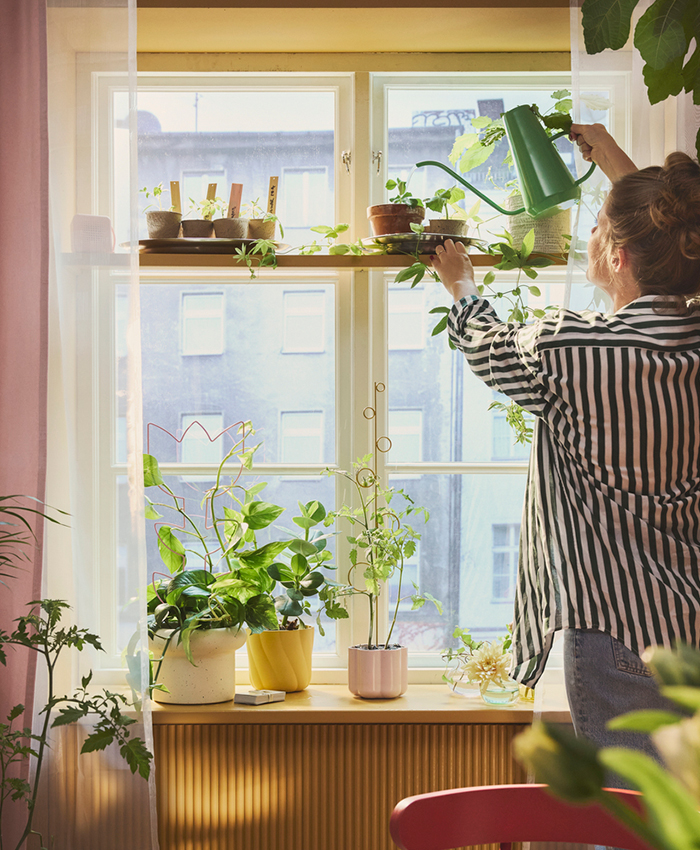 Woman watering plants next to a bright window