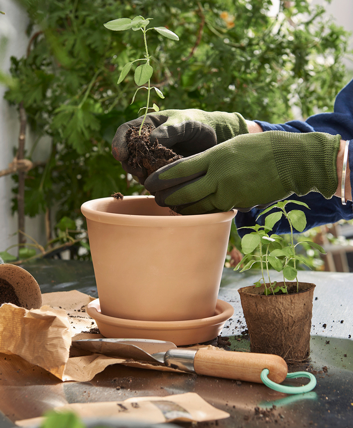 Hands placing a plant in a pot