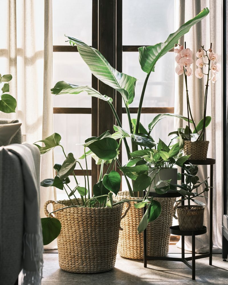 Living room, calm and lush with TÖRNBÄR, KLYNNON and GRADVIS pots, OLIVBLAD plant stands and FEJKA plants.